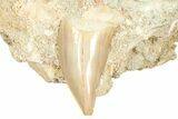 Otodus Shark Tooth Fossil in Rock - Morocco #376176-1